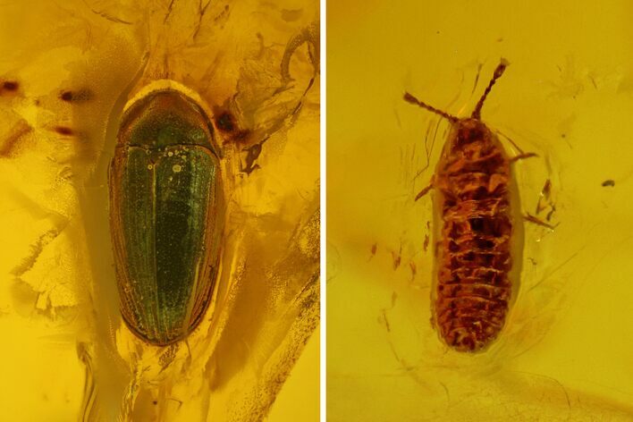 Fossil Diplopod (Diplopoda) & Beetle (Coleoptera) in Baltic Amber #183658